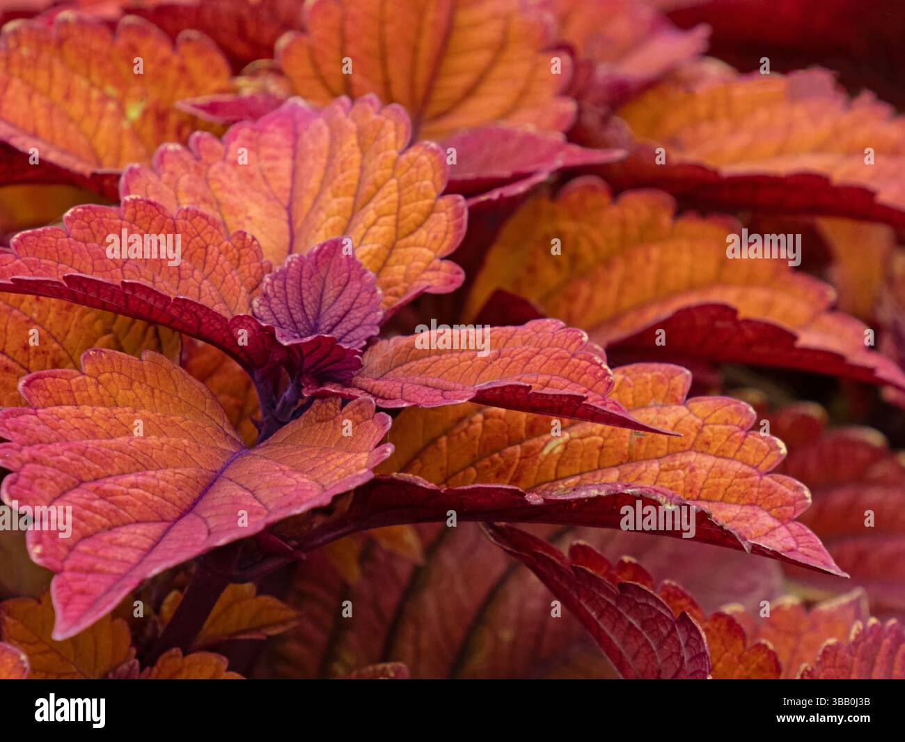 Nahaufnahme der dekorativen Blätter der vielseitigen Brennnessel Solenostemon scutellarioides Stockfoto
