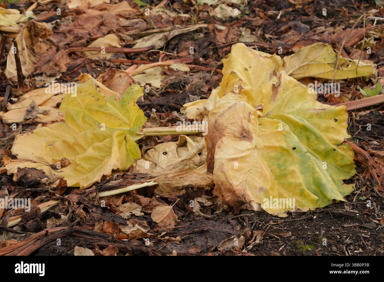 Verrottende Rhabarber-Pflanzenblätter in einem biologischen Herbstgarten Stockfoto