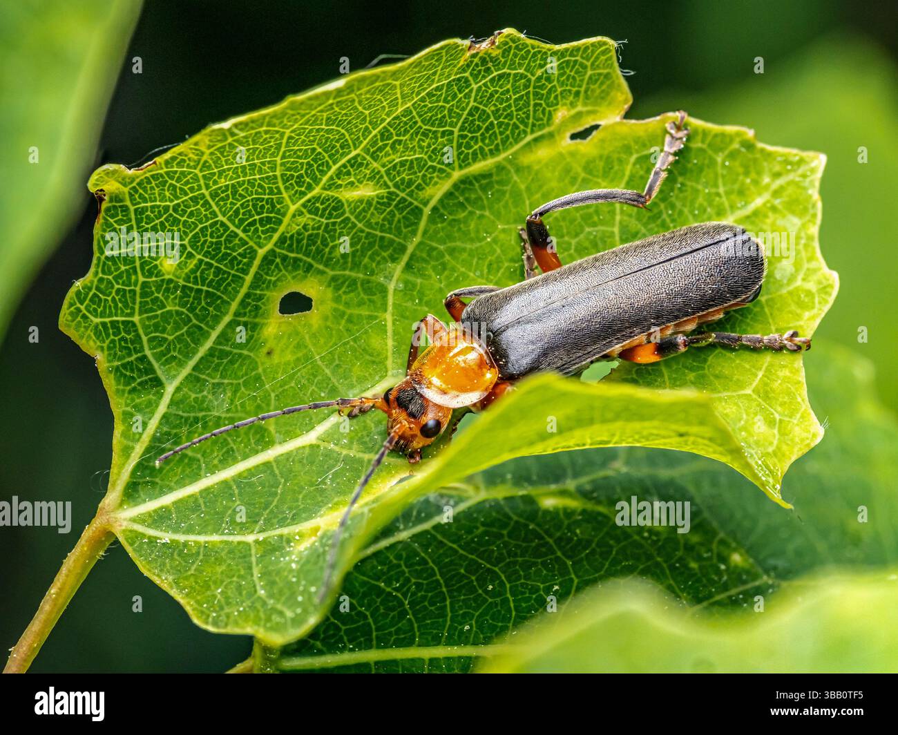 Nahaufnahme eines Bombardier-Käfers, der auf einem Pflanzenblatt sitzt Stockfoto