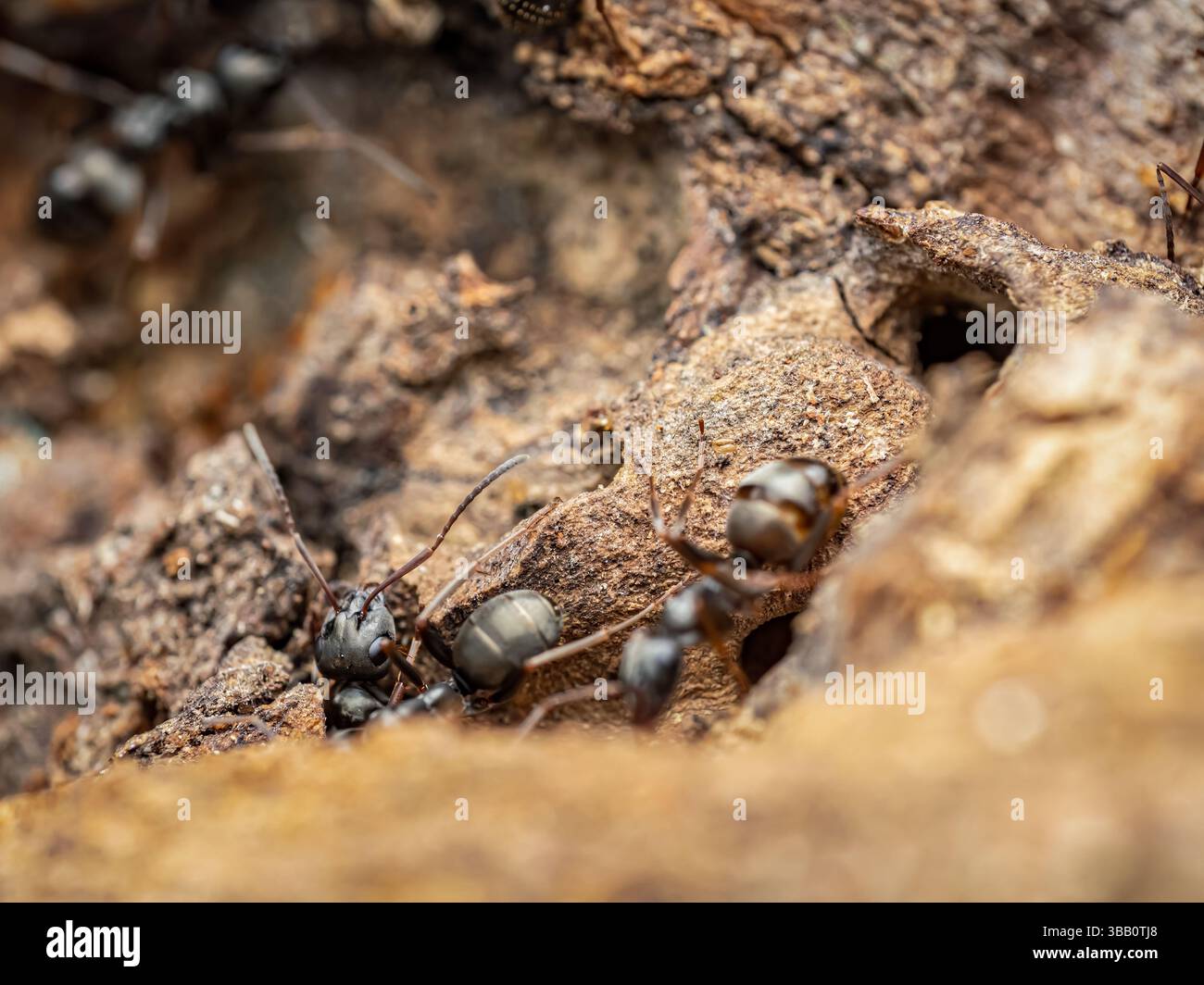 Detaillierte Makrofotografie, die Ameisen in ihrer natürlichen Umgebung einfängt und die komplizierten Details des Ameisenverhaltens und der Interaktion zwischen den Erdtieren zeigt Stockfoto
