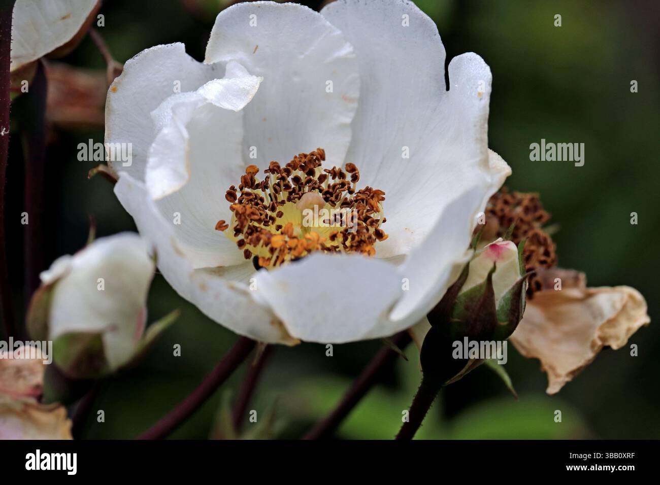 Hunderose (Rosa canina) allgemein bekannt als die Hunderose, ist eine variable Kletterrose, wilde Rosenarten, die in Europa, NW Afrika und Westasien beheimatet sind. Stockfoto
