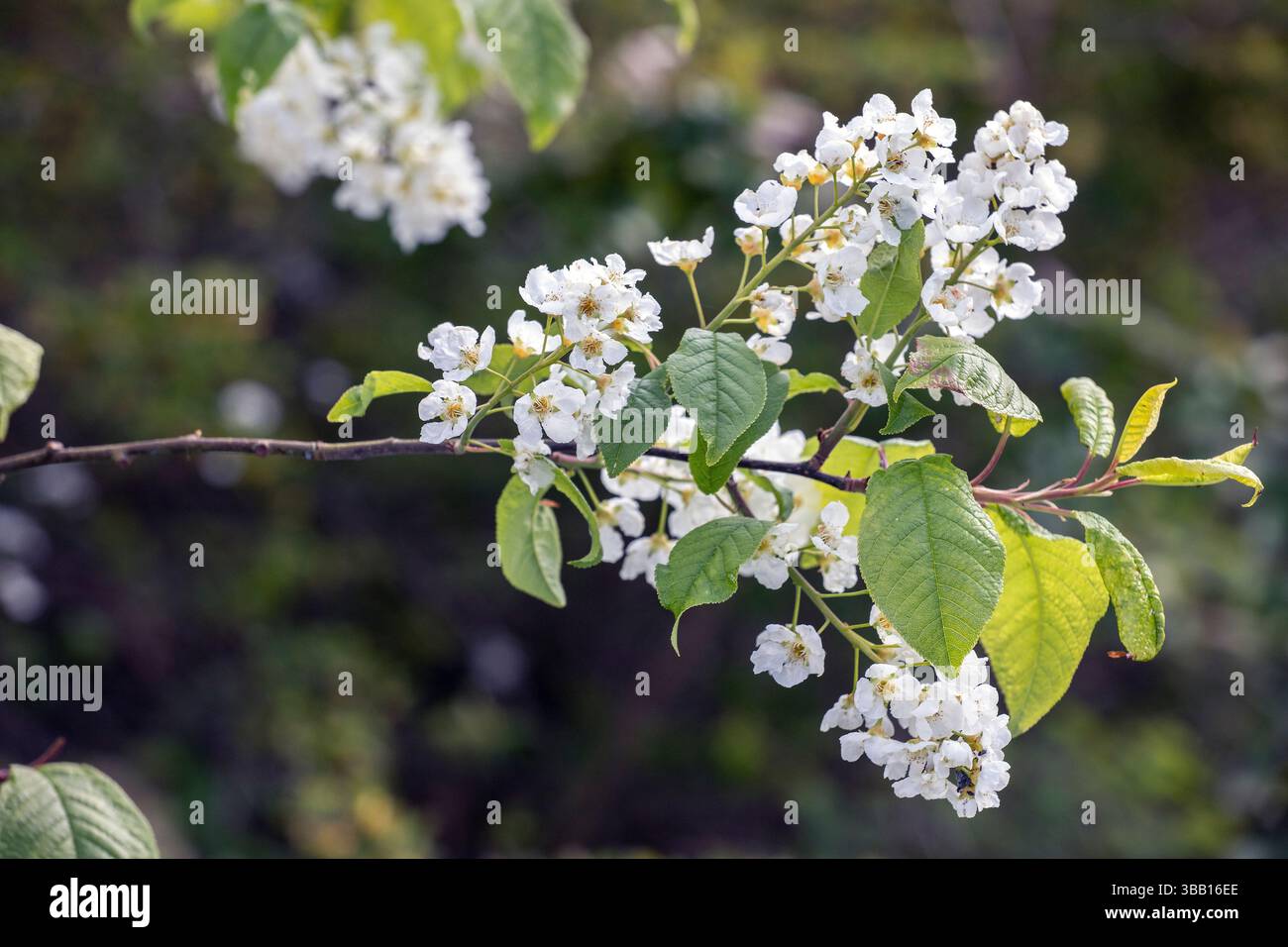 Frühlingsblumen der weißen Vogelkirsche blühen im Mai Stockfoto