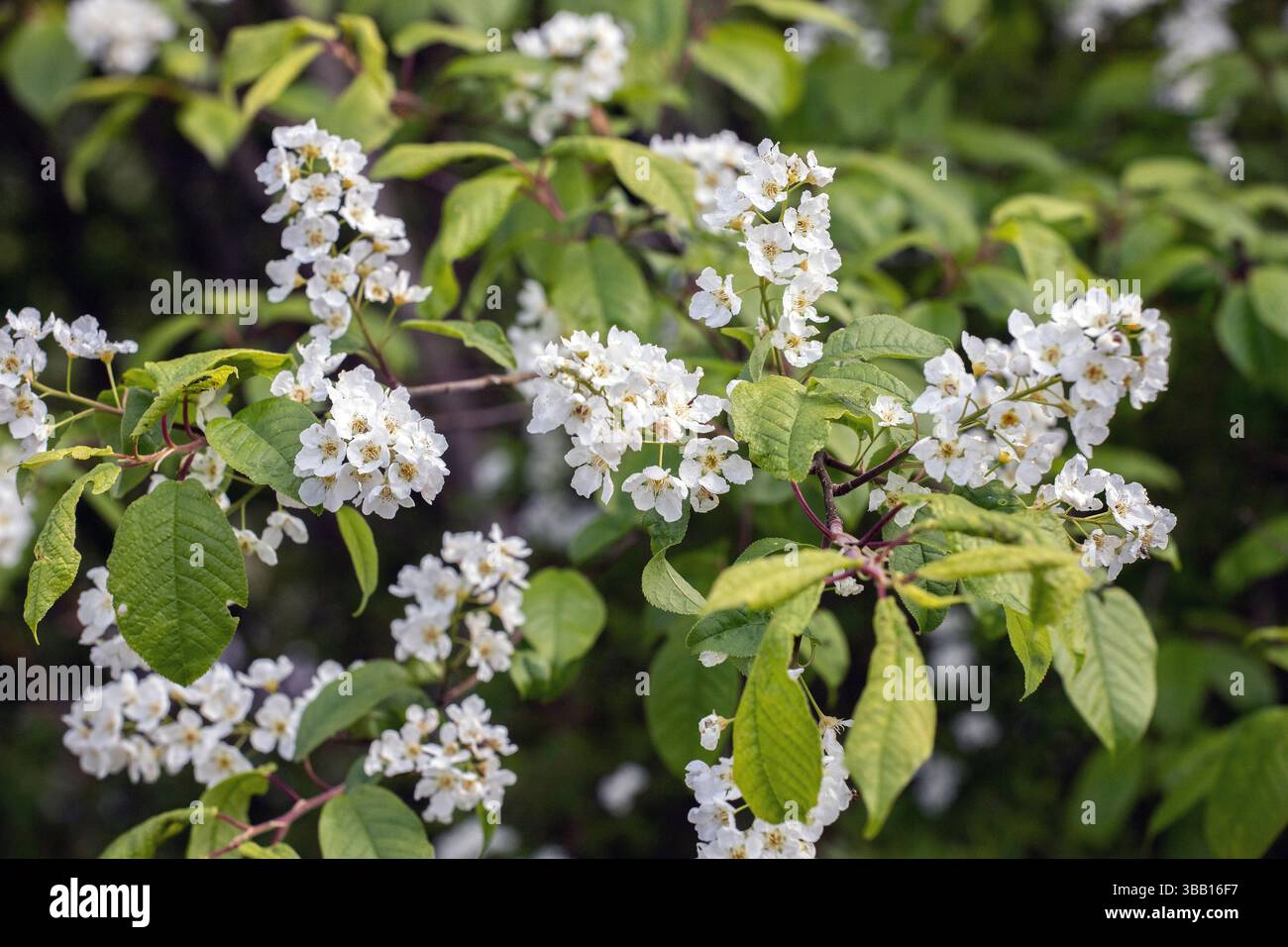 Frühlingsblumen der weißen Vogelkirsche blühen im Mai Stockfoto