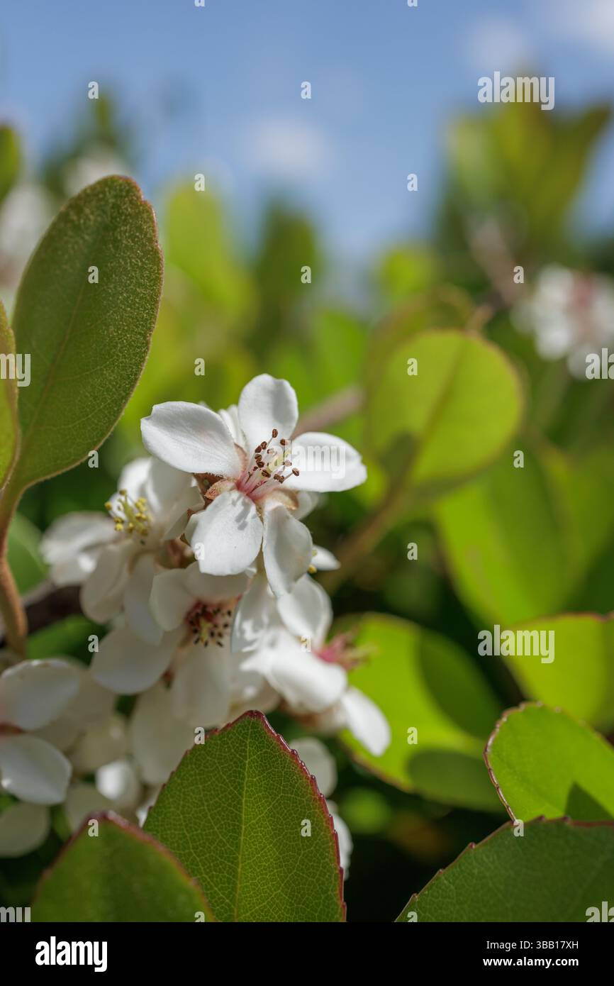 Fünf-blättrige, weiche, weiße Sharinbai-Blüten blühen zwischen sattgrünen, eiförmigen ledrigen Blättern mit halb gezackten Kanten. Stockfoto