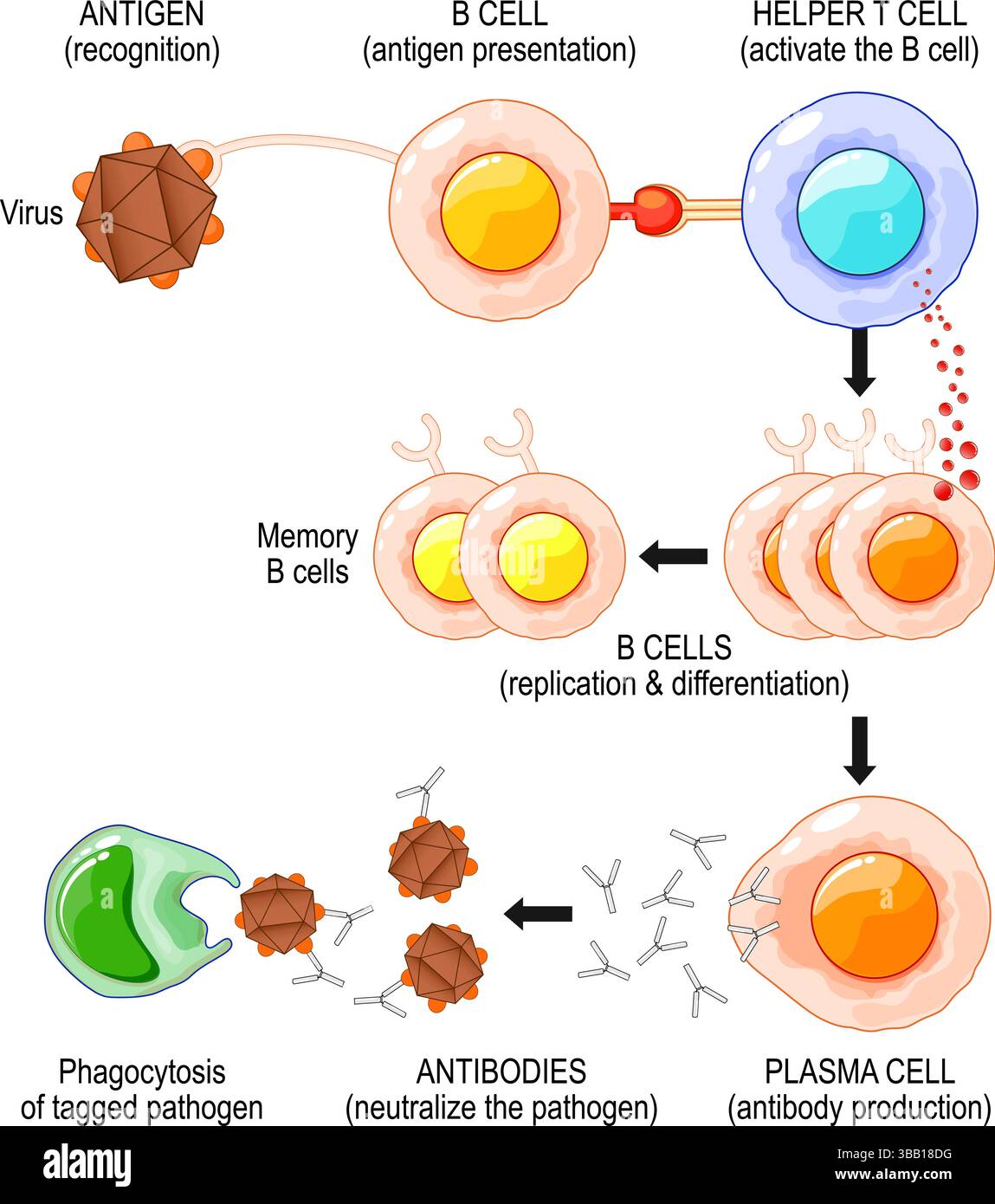 Aktivierungsprozess der B-Zelle. Humorale Immunität. T-Zell-abhängige Aktivierung. Adaptive Immunität. Vektorabbildung. Medizinisches Poster. Schematische Darstellung Stock Vektor