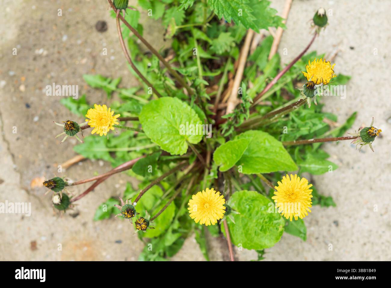 Löwenzahn wächst im Garten und auf den Straßen der Stadt. Unkrautbekämpfung, die Verwendung von Pflanzen als Nahrung Stockfoto