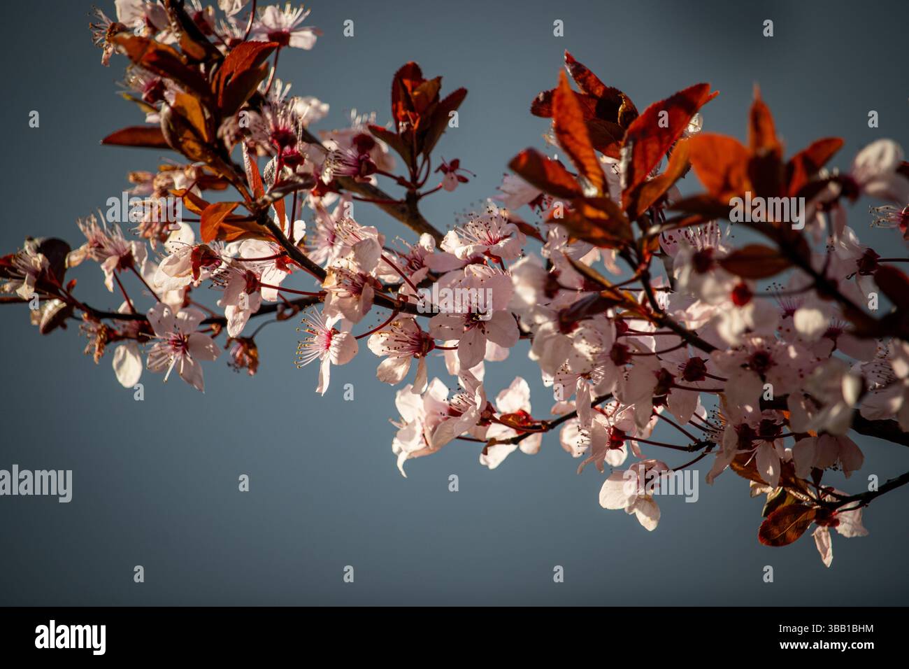 Ein Zweig Kirschpflaume mit dunkelroten Blättern und hellrosa Blüten, fotografiert vor einem weichen blau-grauen Himmel. Dieses Bild wird bei natürlichem Licht aufgenommen Stockfoto