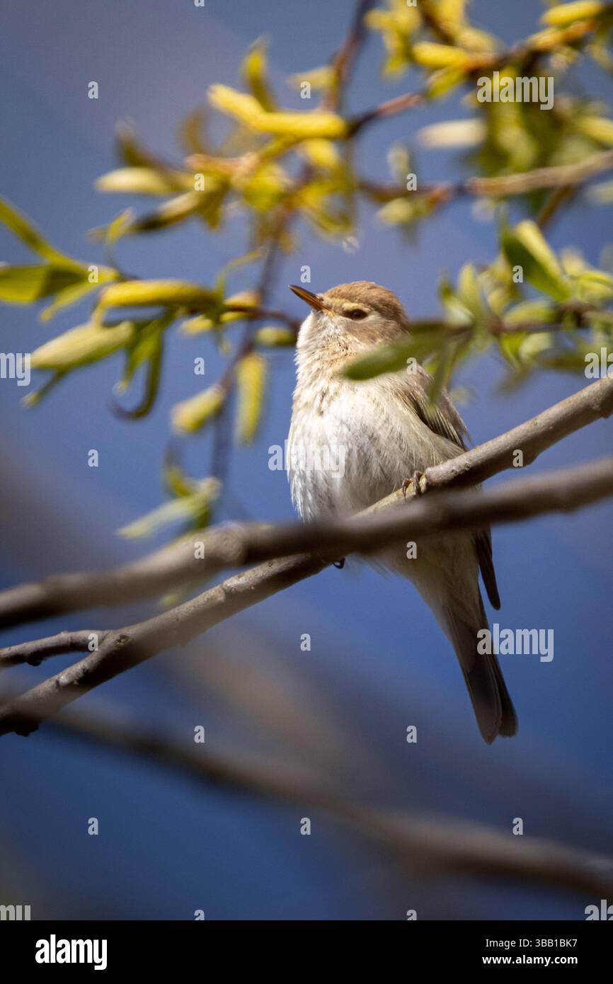 Ein kleiner singender Vogel, wahrscheinlich ein Weidenkraut (Phylloscopus trochilus), der auf einem dünnen Zweig mit frischen grünen Blättern thront. Erfasst bei weichem Licht mit Stockfoto