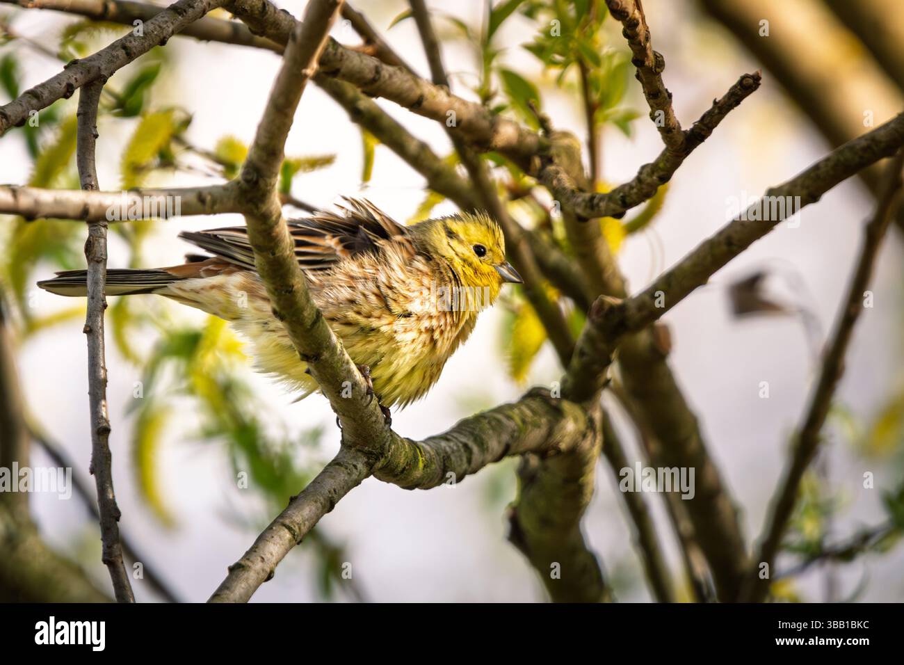 Ein gelblicher Hammer (Emberiza citrinella) sitzt zwischen verflochtenen Zweigen, seine Federn sind flauschig und sein gelber Kopf fängt das Frühlingslicht ein. Umgeben von Stockfoto