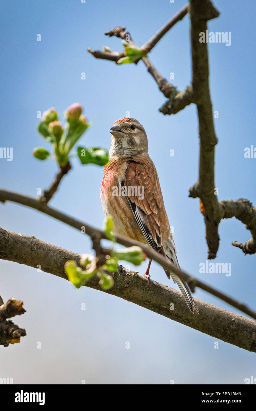 Ein männliches Linnett (Linaria cannabina) thront im Frühjahr auf einem blühenden Zweig und zeigt seine dezent rote Brust und sein weiches braunes Gefieder. Eingerahmt von Fresh Stockfoto
