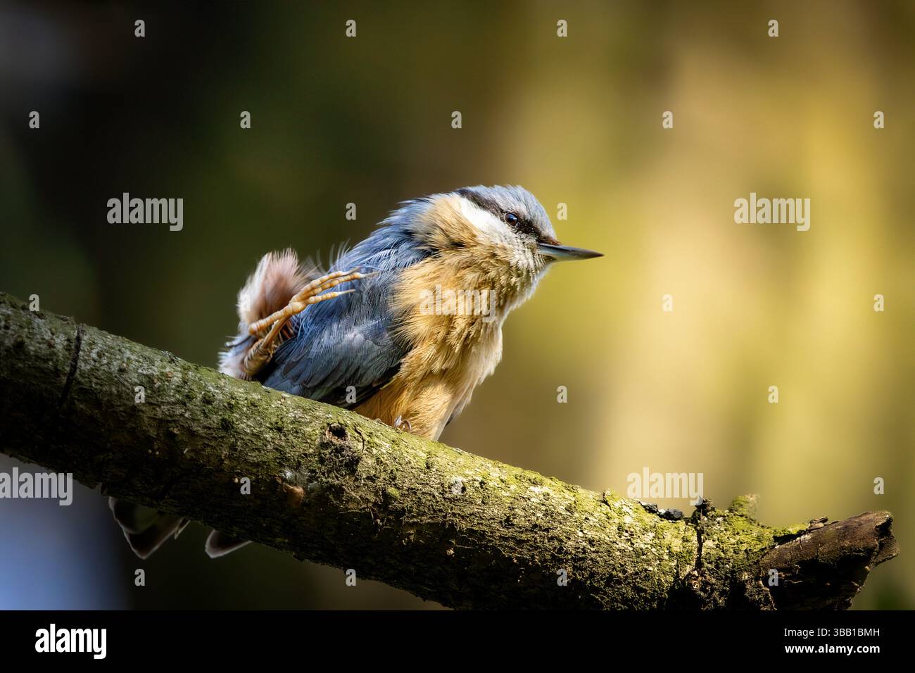 Dieses Makrofoto zeigt einen Nuthatch, der anmutig auf einem Zweig thront, mit seinem charakteristischen blau-grauen Rücken, dem weißen Gesicht und dem schwarzen Augenstreifen. Th Stockfoto