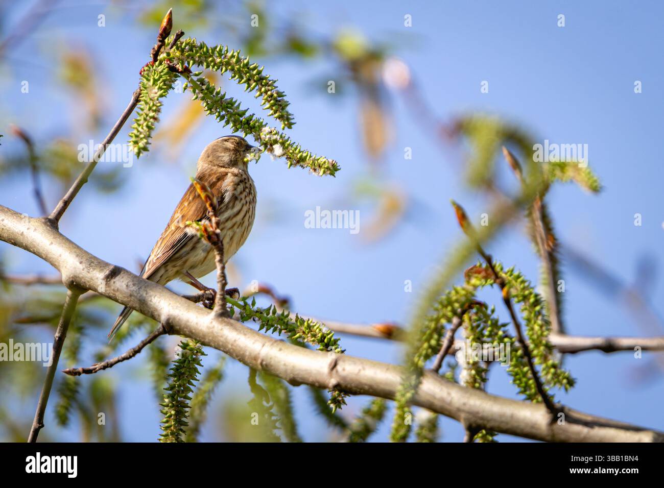Ein männliches Linnett (Linaria cannabina) thront auf einem Ast, der mit frischen Katzetten und krautenden Blättern verziert ist. Erfasst in hellem Frühlingslicht mit einem Keil Stockfoto