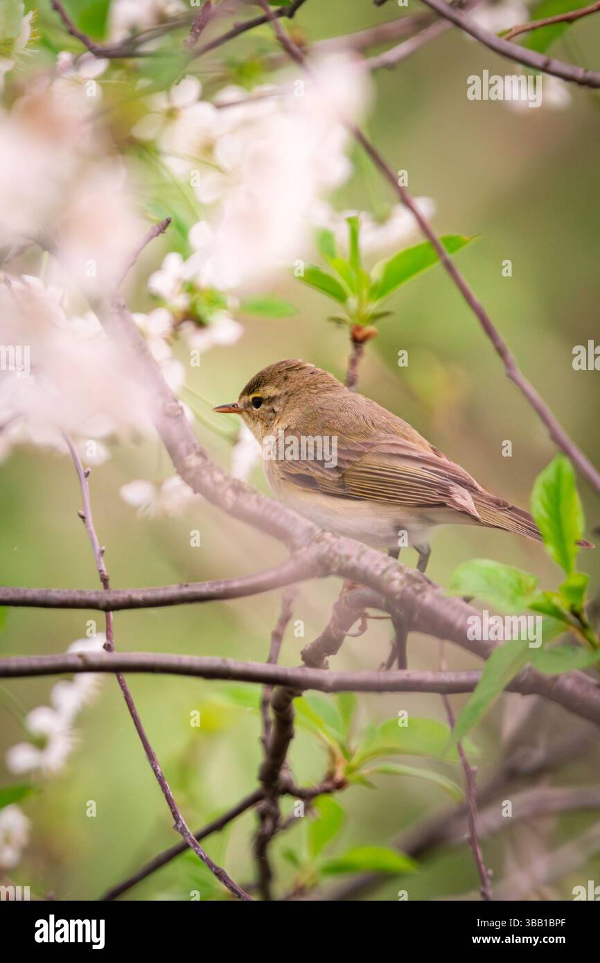 Ein kleiner Grasfänger, wahrscheinlich ein Spaghakenbaum (Phylloscopus collybita) oder Weidenfänger, thront zart zwischen blühenden Ästen. Umgeben von Pastellblo Stockfoto