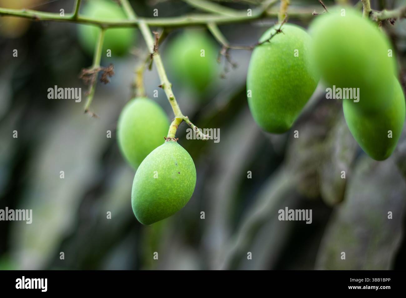 Rohe Mango ist die unreife, grüne Frucht der Mangifera indica, fest und würzig, die in Chutneys, Gurken und Getränken verwendet wird. und reich an Vitamin C Stockfoto