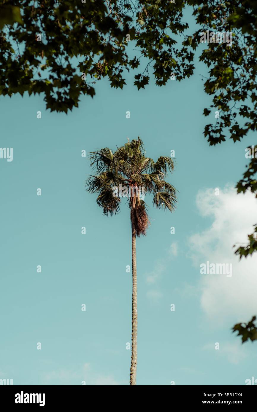 Eine hohe Palme, die sich an einem klaren blauen Himmel befindet, umgeben von unscharfen, blattförmigen Ästen an den Kanten, die eine ausgewogene und ästhetische Atmosphäre schaffen Stockfoto