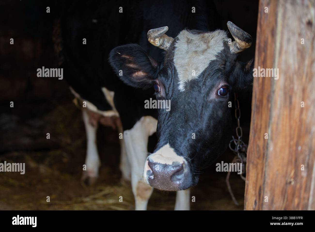 Eine Kuh mit Hörnern steht in einer Scheune. Die Kuh hat einen weißen Fleck im Gesicht Stockfoto