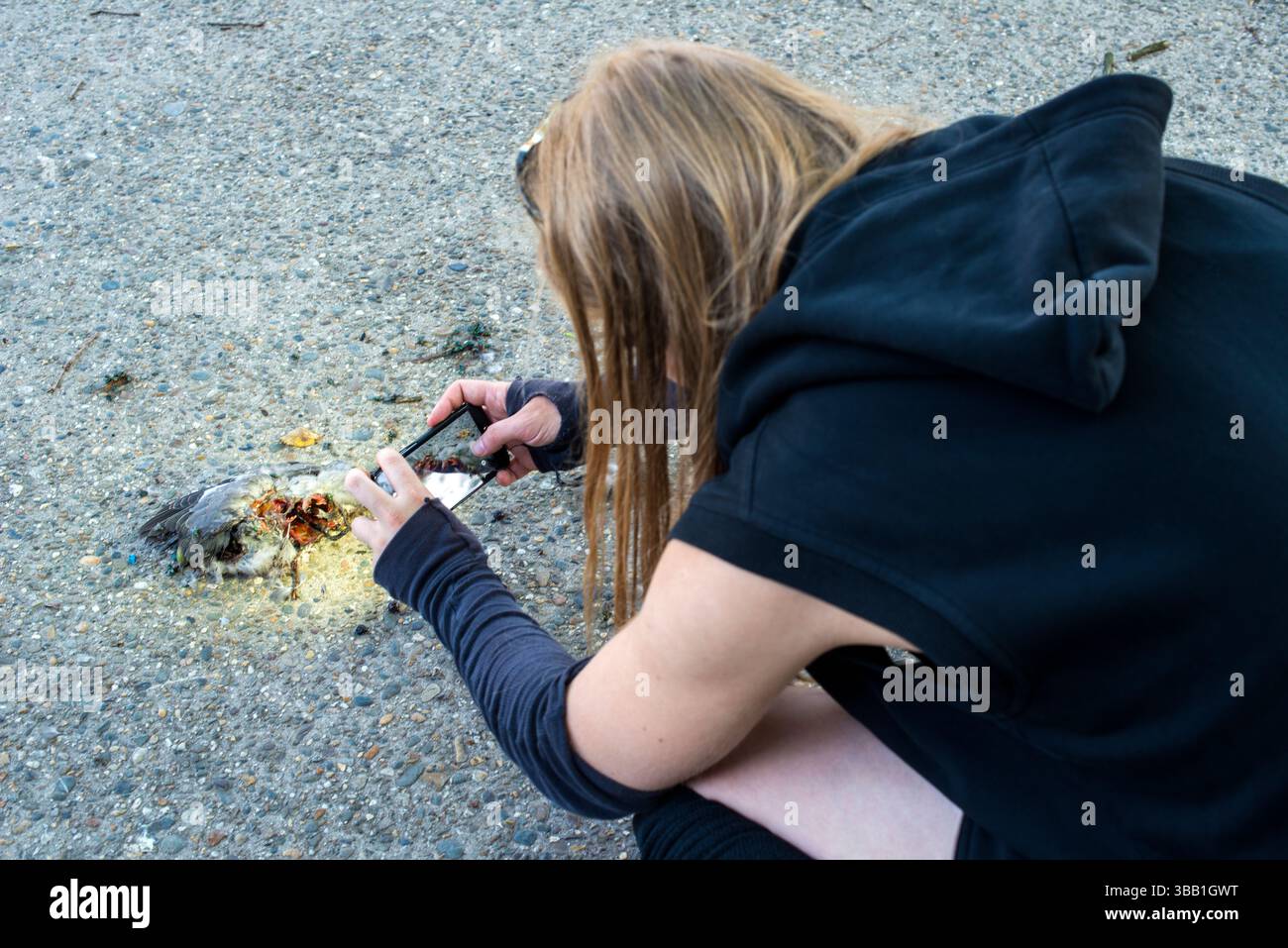 Biologiestudentin untersucht eine verstorbene Taube, die teilweise von einer Hauskatze gegessen wurde. Tilburg, Niederlande. Stockfoto