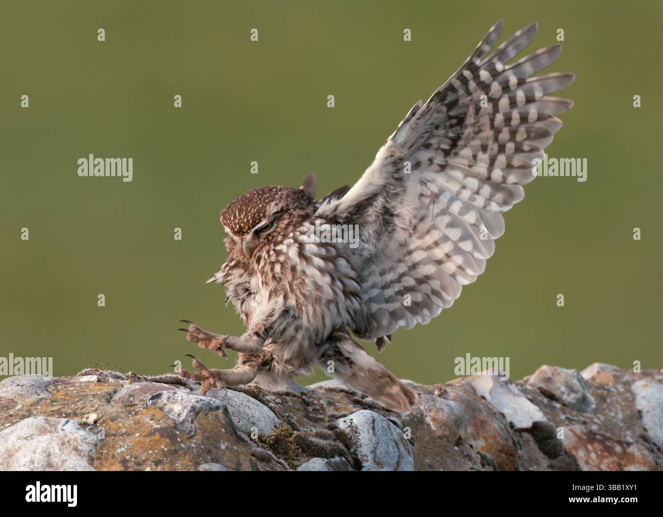 Eine wilde kleine Eule (Athene noctua), die auf einer Steinmauer in Norfolk landet Stockfoto