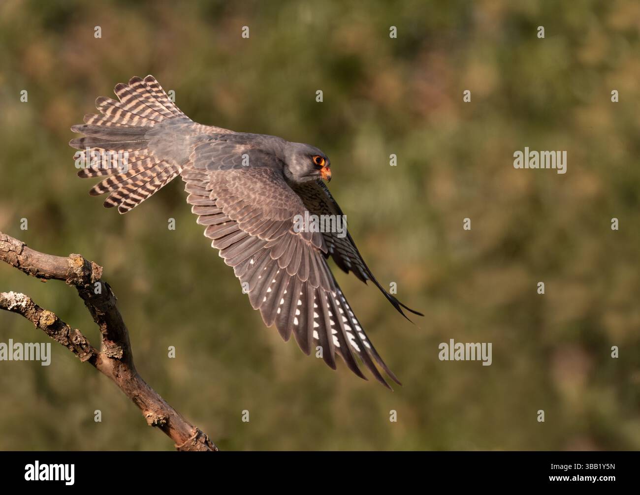 Ein seltener männlicher Rotfußfalke (Falco vespertinus), der nach Libellen greift, Suffolk Stockfoto