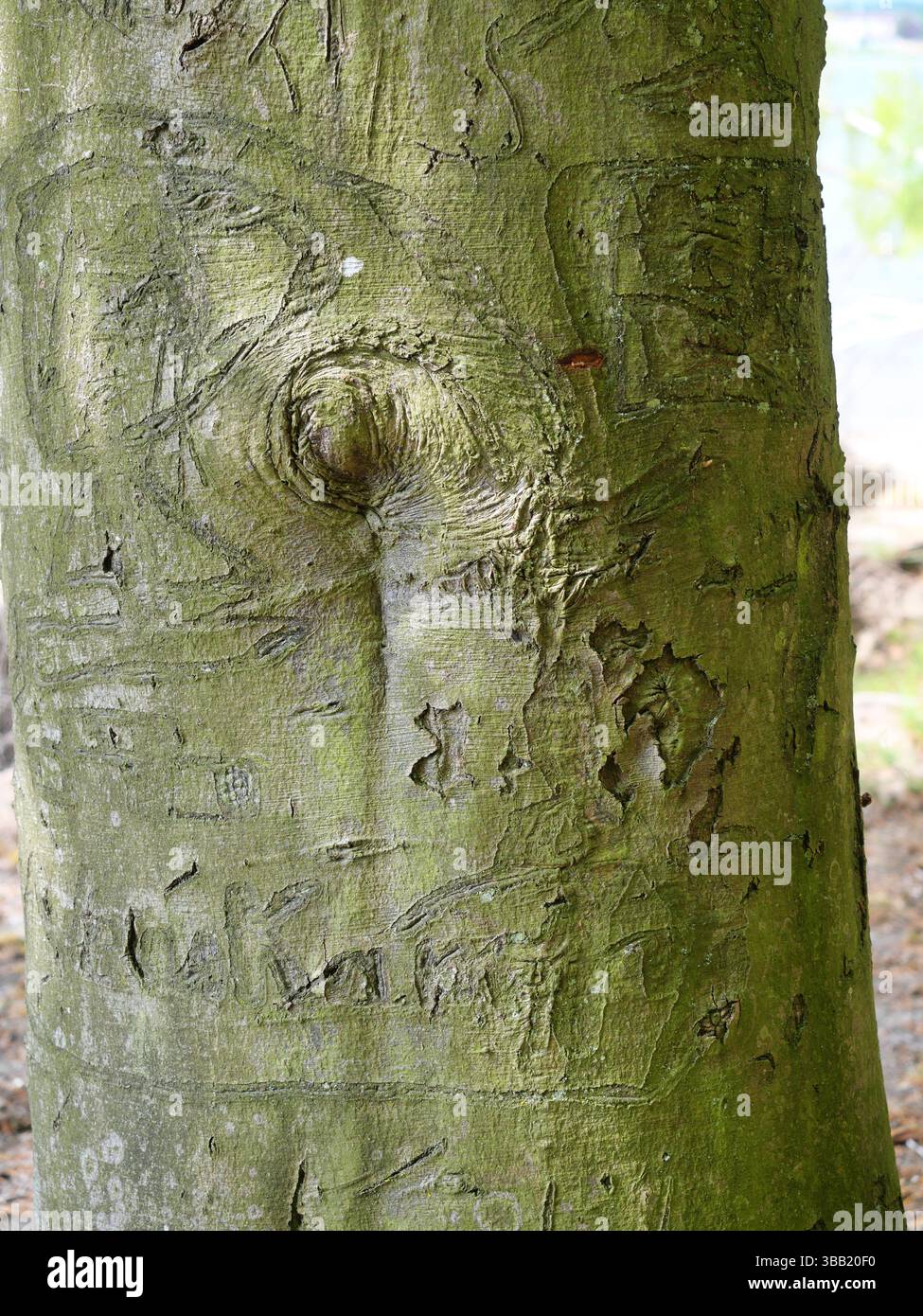 Baumrinde mit alten Schnitzereien – Narben des Lebens. Alte Schnitzereien in Rinde erzählen Geschichten. Der Baum trägt Narben für das Leben. Platz für Texte. Stockfoto