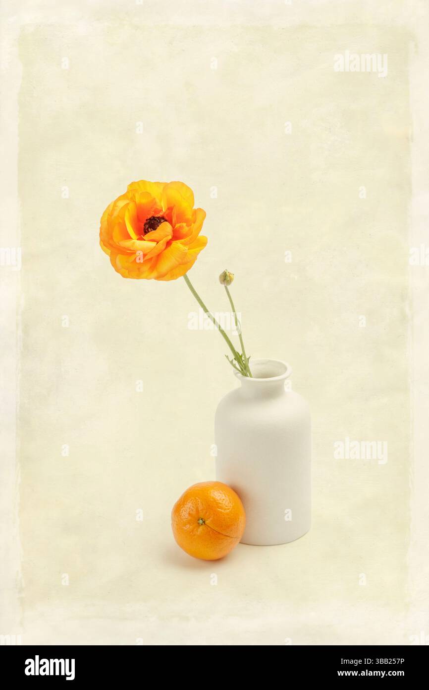 Orangenranunkel in weißer Vase mit einem einfachen Peeler Orange Stockfoto