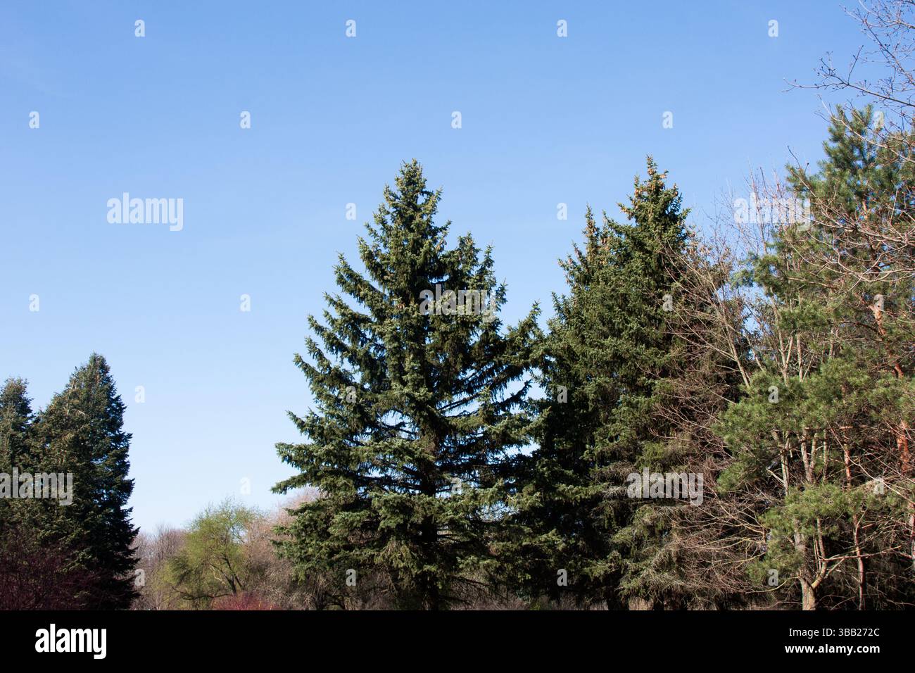 Hoch aufragende Tannen vor dem Hintergrund des blauen Himmels. Lange immergrüne Bäume mit hellgrünen Nadeln bei gutem Frühlingswetter. Saubere Luft, angenehme Aussicht. Na Stockfoto