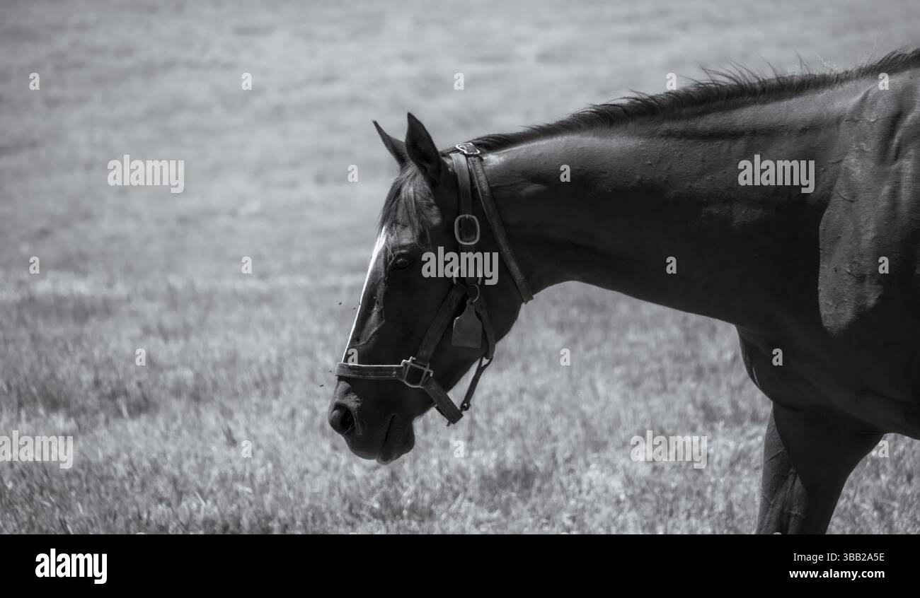 Ein Schwarzweiß-Porträt fängt die ruhige Eleganz eines Pferdes ein, das auf einem sonnendurchfluteten Feld steht. Der monochrome Ton verbessert die Textur des Fells. Stockfoto