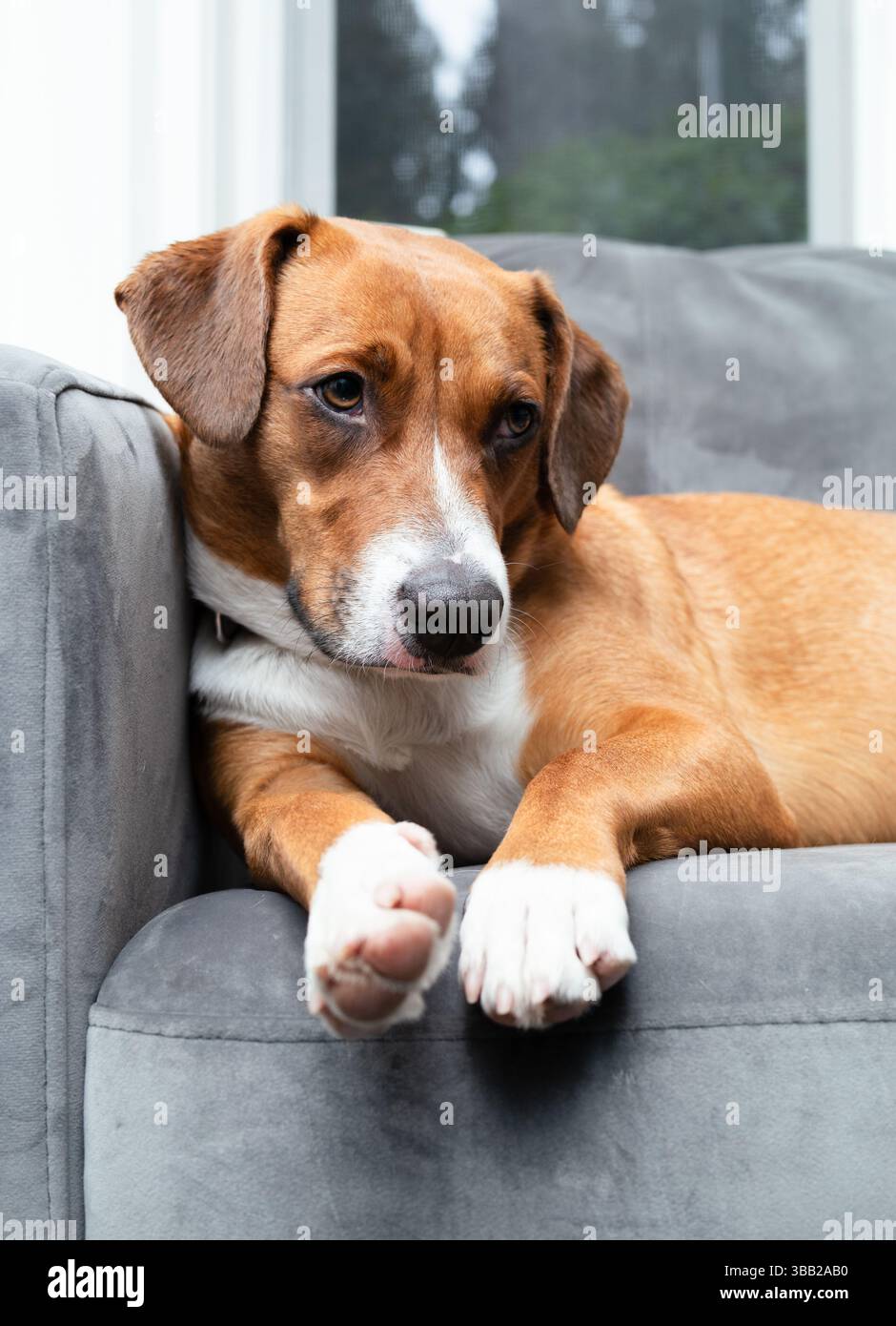Niedliches liegendes Sofa mit geneigtem Kopf. Traurige, müde oder gelangweilte Körpersprache. Brauner Welpe mit Schlampenohren und schwarzer Nase. Couchkartoffel. Weibliche Harrier Stockfoto