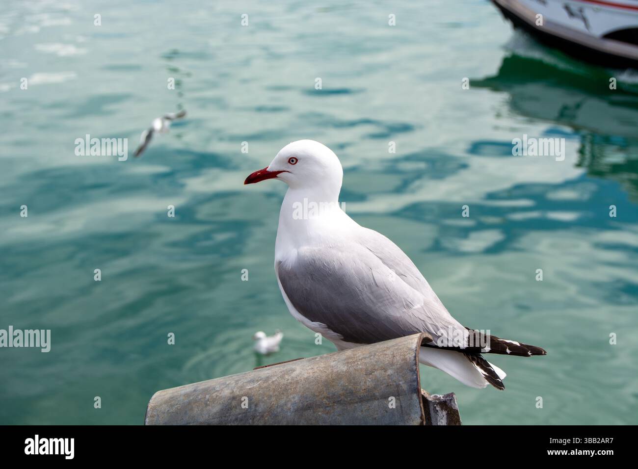 Eine Möwe auf einem Holzpfosten am Wasser, mit einem ruhigen Meer im Hintergrund. Der Vogel hat einen weißen Kopf und Körper mit grauen Flügeln und einem roten Schnabel. Stockfoto
