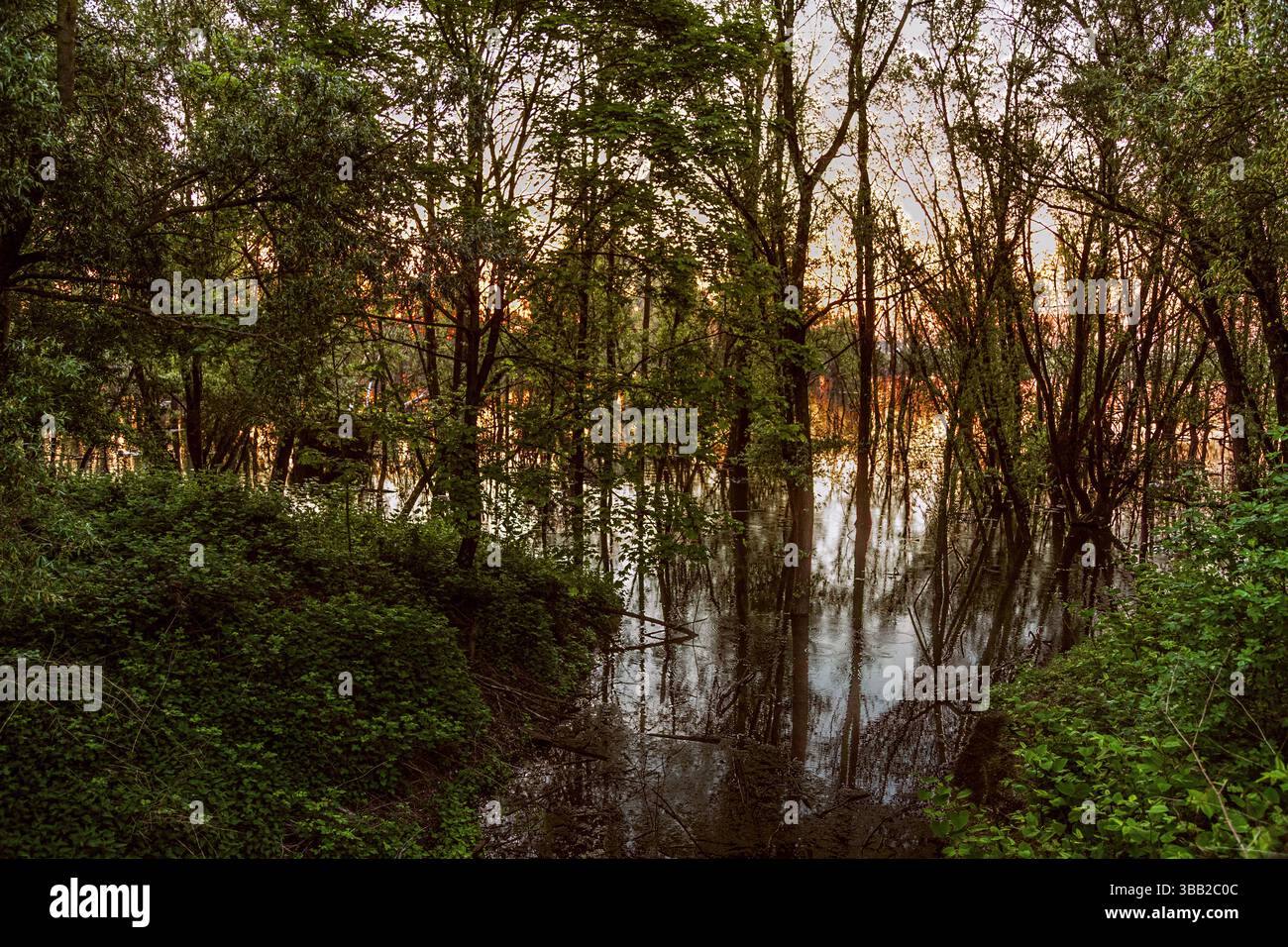 Auenlandschaft im Naturschutzgebiet Bislicher Insel Stockfoto
