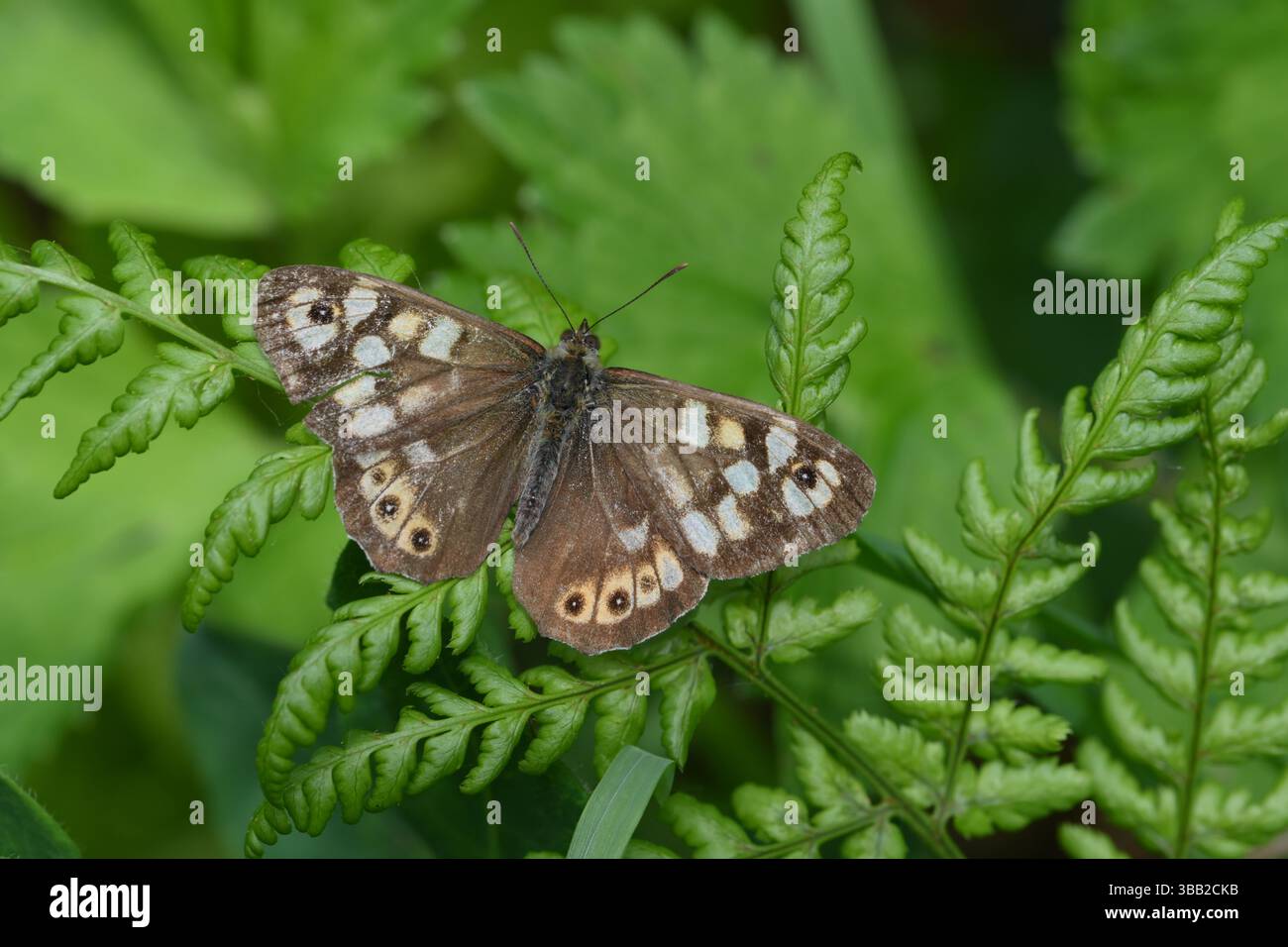 Schmetterling aus geflecktem Holz sonnt sich in der Frühlingssonne auf einem üppig grünen Laub in einer Waldlichtung im Naturschutzgebiet Mumbles Hill. Stockfoto