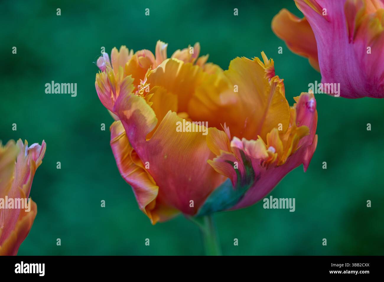 Üppige bunte Tulpen aus nächster Nähe Stockfoto