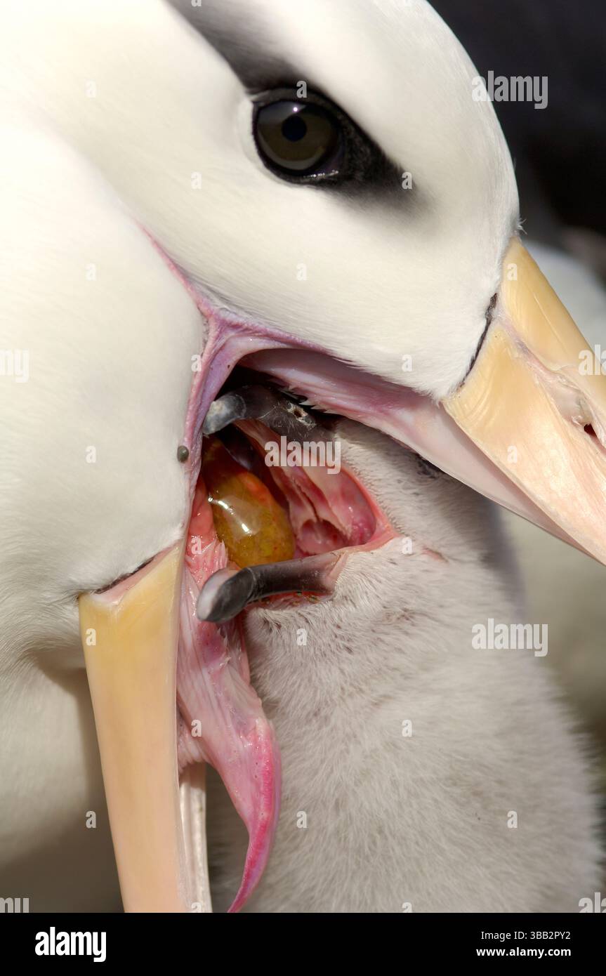 Ein ausgewachsener Schwarzbrauenalbatros (Diomedea melanophris) ernährt seine Küken, indem er teilverdautes Futter direkt in seinen Schnabel aufgießt. Dieses Elternauto Stockfoto