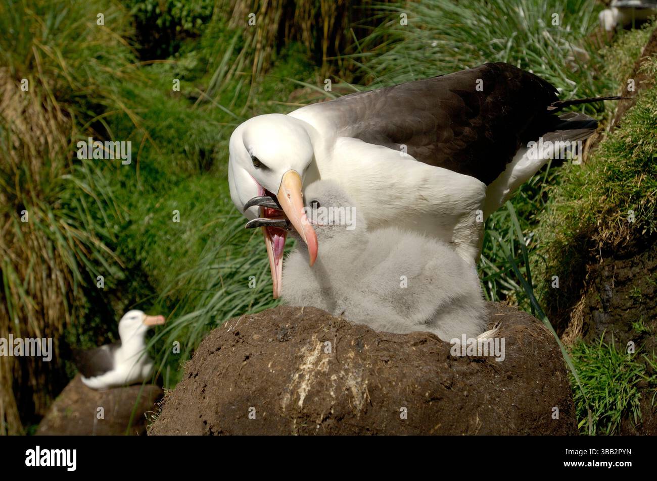 Ein ausgewachsener Schwarzbrauenalbatros (Diomedea melanophris) ernährt seine Küken, indem er teilverdautes Futter direkt in seinen Schnabel aufgießt. Dieses Elternauto Stockfoto