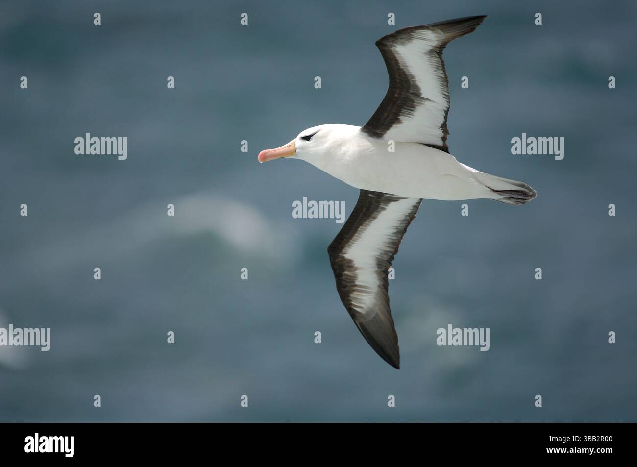 Erwachsener Schwarzbrauen-Albatrosse (Diomedea melanophris) schweben mühelos über dem Ozean mit weit ausgebreiteten Flügeln und nutzen Windströmungen, um lange distanz zu gleiten Stockfoto