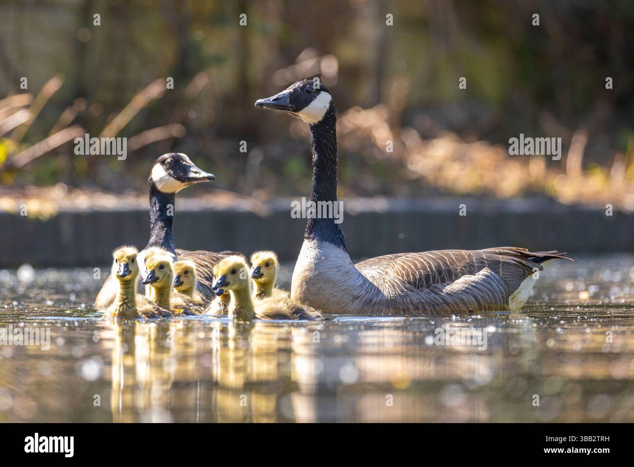 Die stolzen Eltern von Kanadischen Gänsen (Branta canadensis) schwimmen mit ihren neugeborenen Gänsen auf einem Kanal in Großbritannien in der Frühlingssonne. Stockfoto