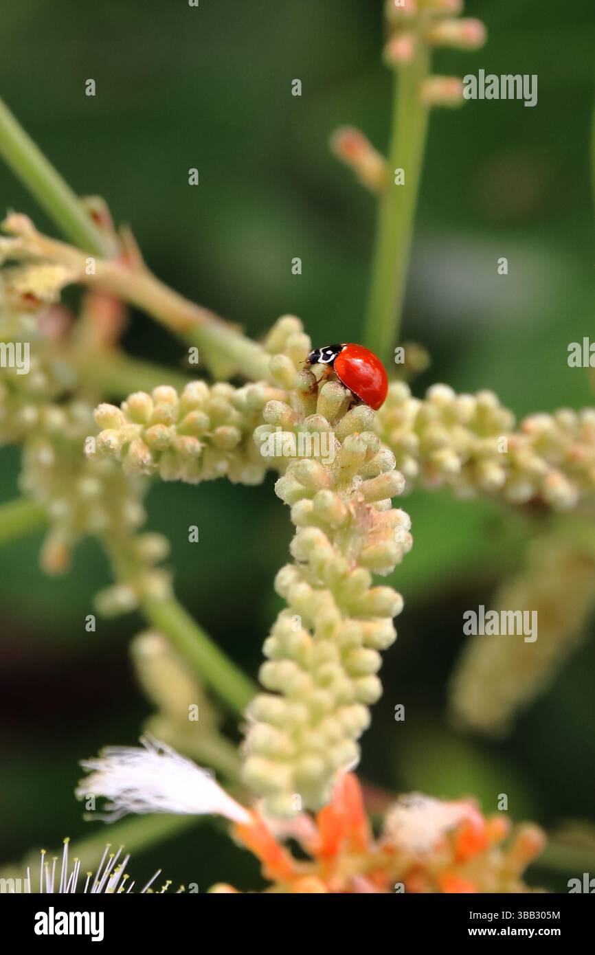 Insecto camina sobre una flor buscando comida Stockfoto