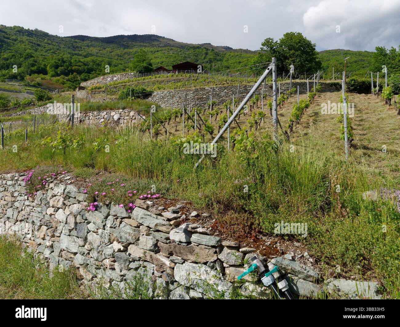 Bio-Terrassenweinberg mit rosafarbenen Blumen, die neben einer traditionellen Steinmauer im Aostatal, NW Italien, wachsen. Mai 2025 Stockfoto