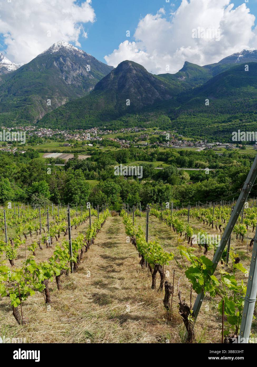 Steiler Weinberg mit Blick auf Fenis unter hoch aufragenden Bergen und Wolken im Aostatal, NW Italien. Mai 2025 Stockfoto