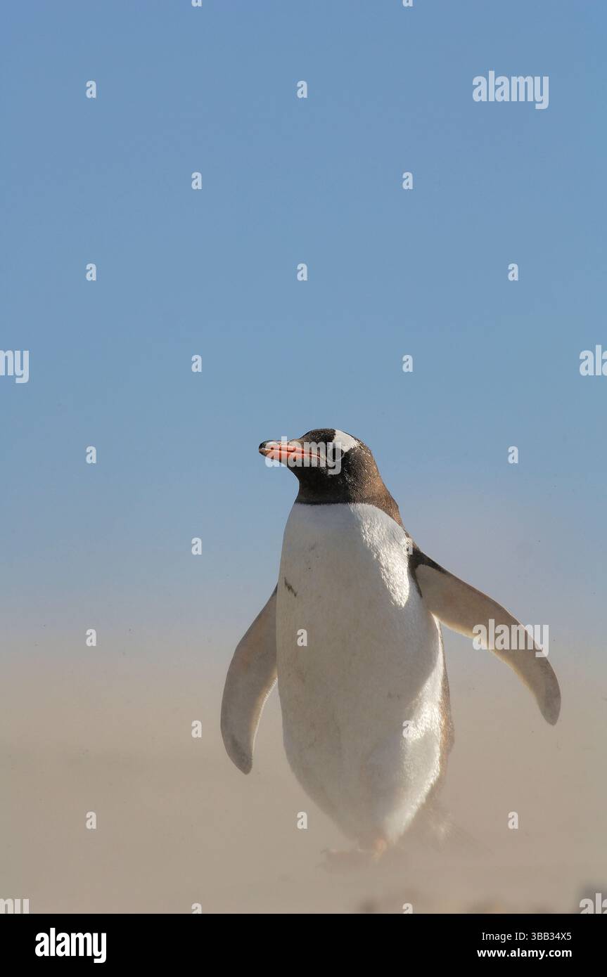 Gentoo-Pinguine (Pygoscelis papua) pendeln zwischen dem Meer und ihrer Brutkolonie und überqueren einen weiten Sandstrand. Besonders stürmisch Stockfoto