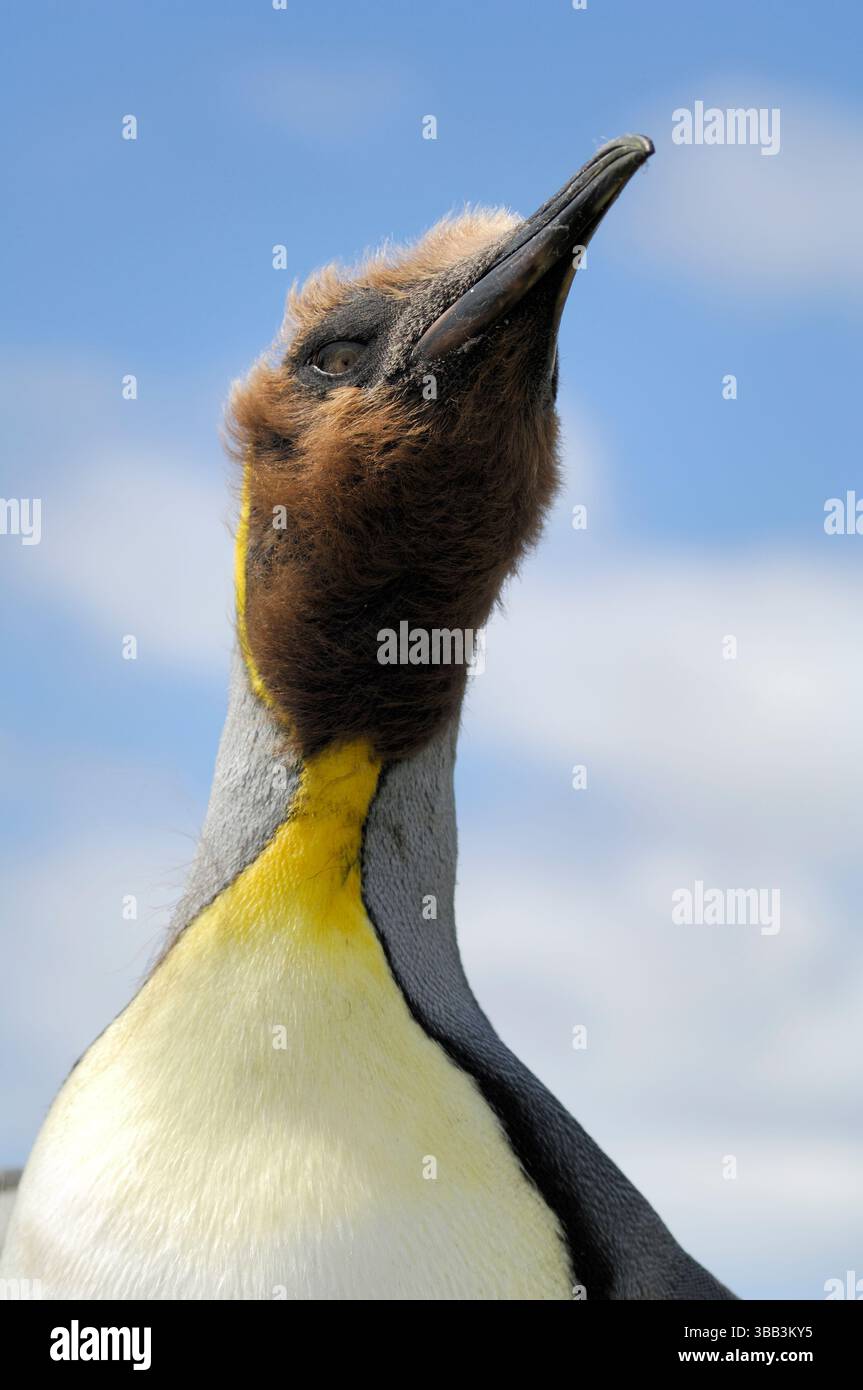 Wie in der Geschichte vom hässlichen Entlein beginnt das Leben eines majestätischen Königspinguins (Aptenodytes patagonicus) in einem unordentlichen braunen Daunenmantel. Aber auch durin Stockfoto