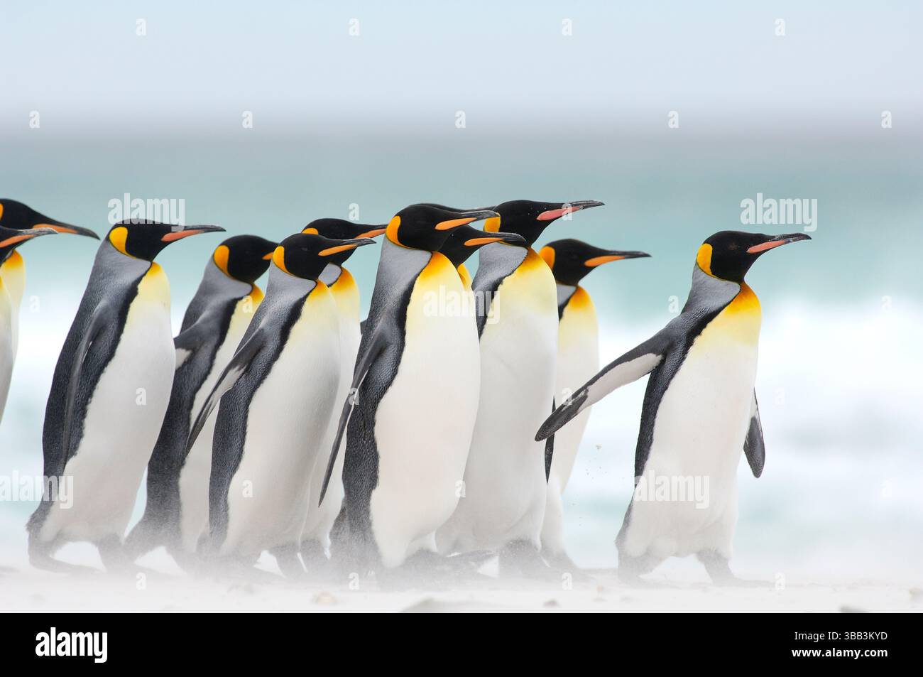 Königspinguine (Aptenodytes patagonicus) versammeln sich in Gruppen, wenn sie auf dem Seeweg und von der Nahrungssuche zurückkehren. Dieses soziale Verhalten ist wahrscheinlich redu Stockfoto