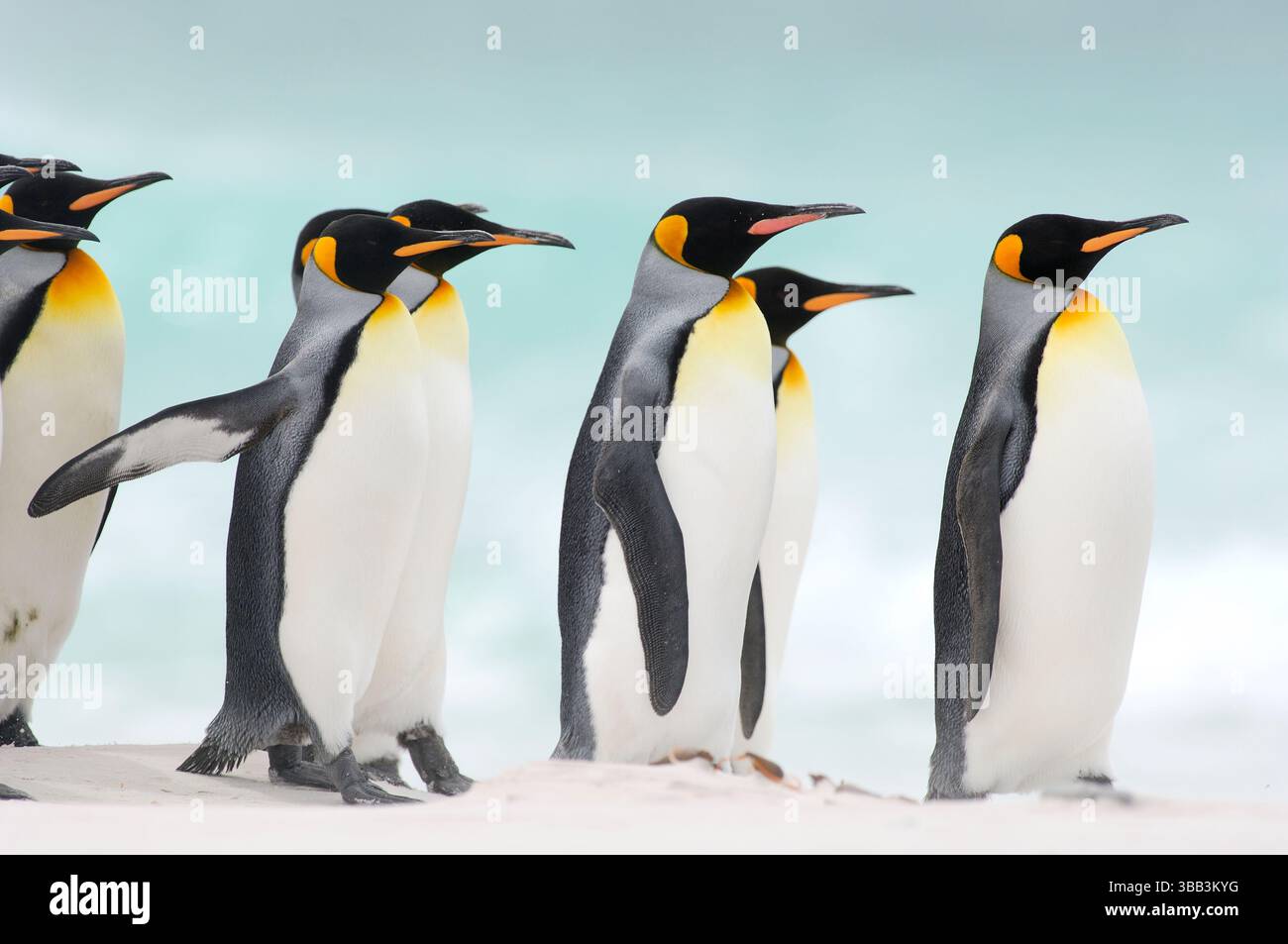 Königspinguine (Aptenodytes patagonicus) versammeln sich in Gruppen, wenn sie auf dem Seeweg und von der Nahrungssuche zurückkehren. Dieses soziale Verhalten ist wahrscheinlich redu Stockfoto