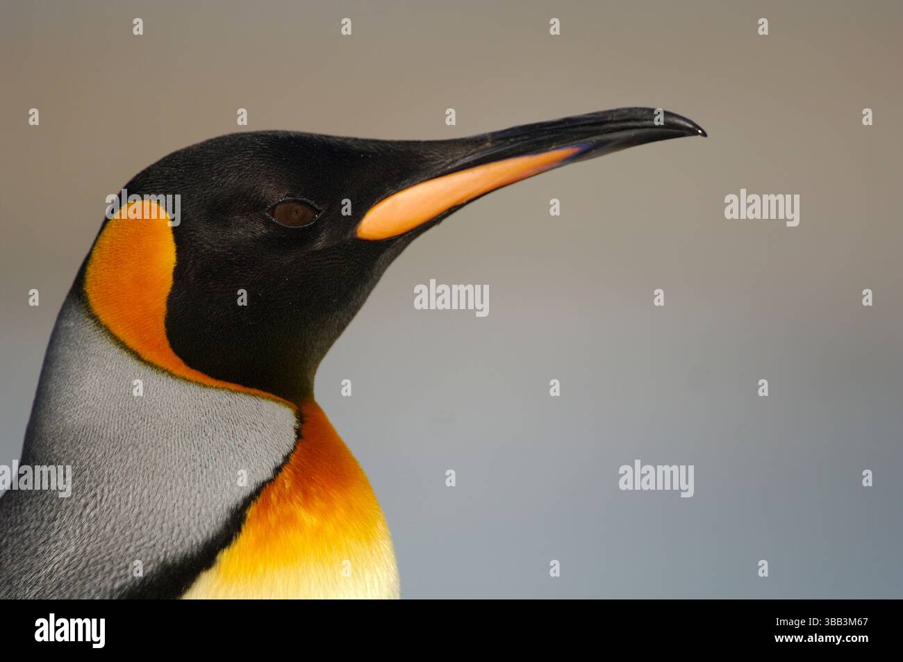 Der Königspinguin (Aptenodytes patagonicus) ist leicht an seiner auffälligen Färbung zu erkennen. Im Gegensatz zum Kaiserpinguin hat er einen vollständig orangen Vorhof Stockfoto