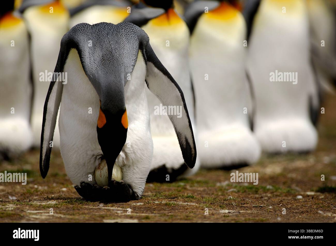 Der Königspinguin (Aptenodytes patagonicus) brütet sein einzelnes Ei auf seinen Füßen, geschützt durch eine Hautfalte. Die Inkubation dauert 53 bis 55 Tage Stockfoto