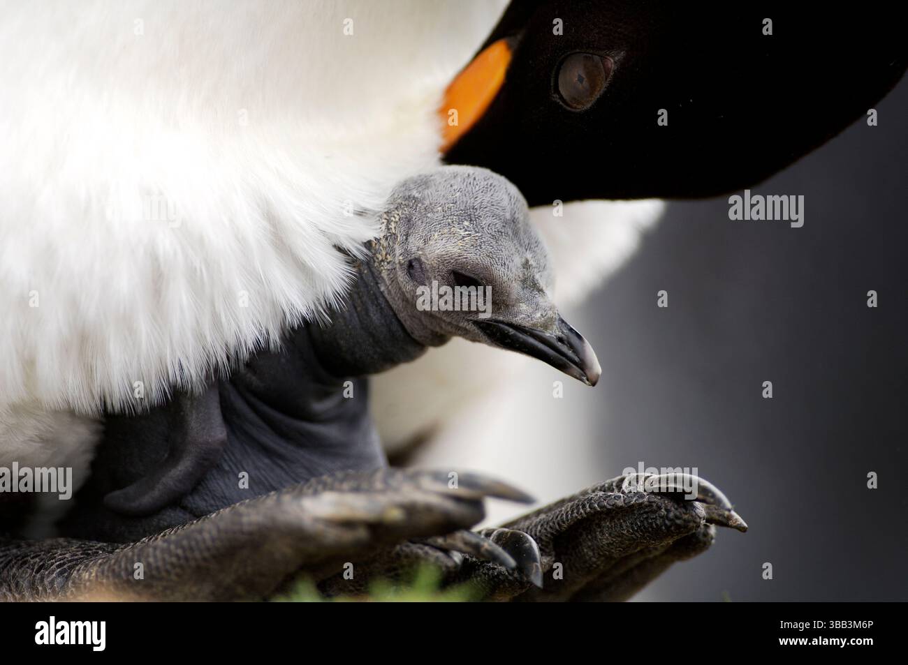 Der Königspinguin (Aptenodytes patagonicus) brütet sein einzelnes Ei und balanciert es auf seinen Füßen unter einer Hautfalte aus. Die Inkubationszeit dauert 5 Stockfoto