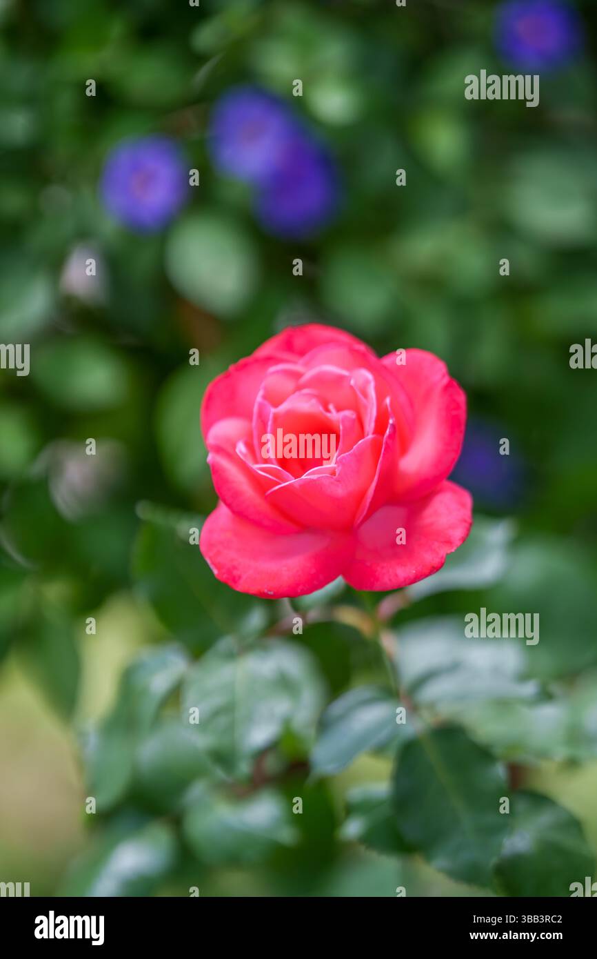 Rosa Rose in natürlicher Gartenumgebung mit weichem Fokus. Stockfoto