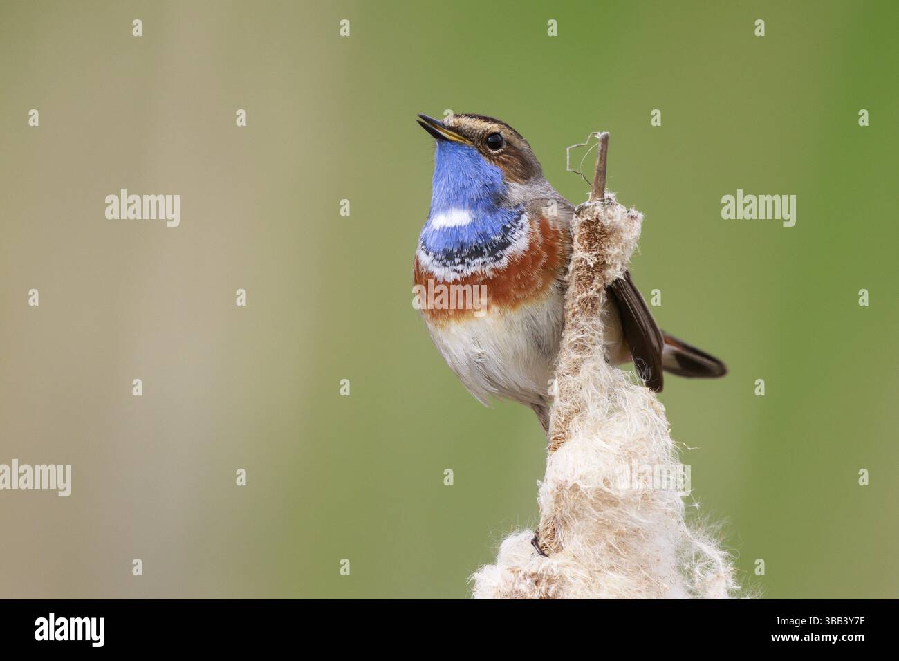 Bluethroat (Luscinia svecica cyanecula) männlich auf einem Katzenschwanz, Niederlande Stockfoto