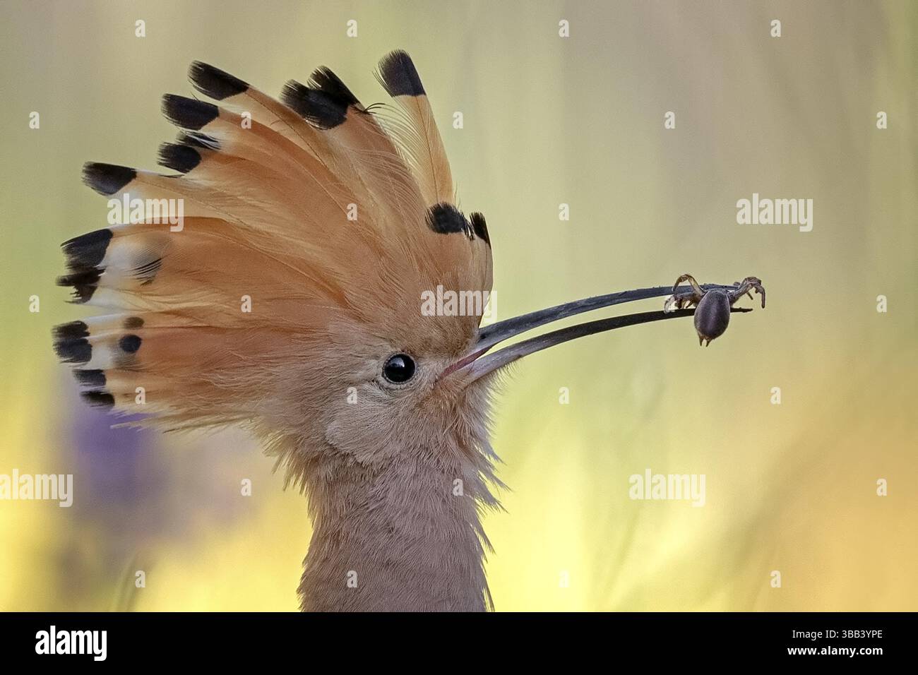 Eurasischer Wiedehopf (Upupa epops) mit einer Spinne im Schnabel, Serbien, Europa Stockfoto