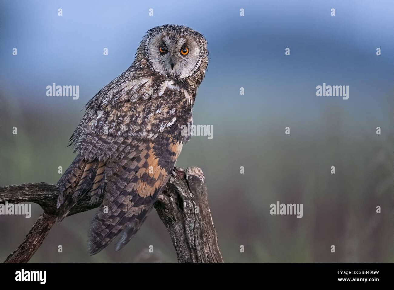 Langhaareule (Asio otus), Serbien, Europa Stockfoto